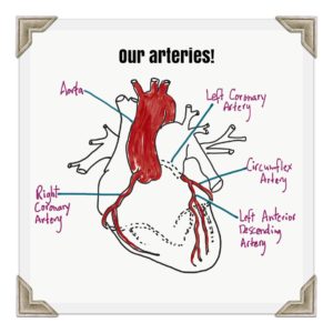 arteries